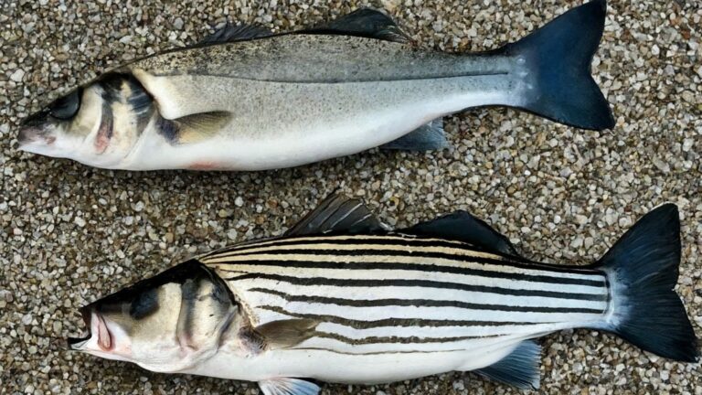 Sea Bass vs Striped Bass: Differences and Similarities